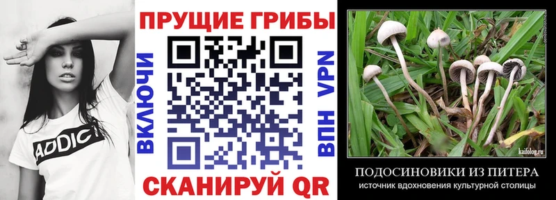 Галлюциногенные грибы Psilocybe  закладки  Верхняя Тура 